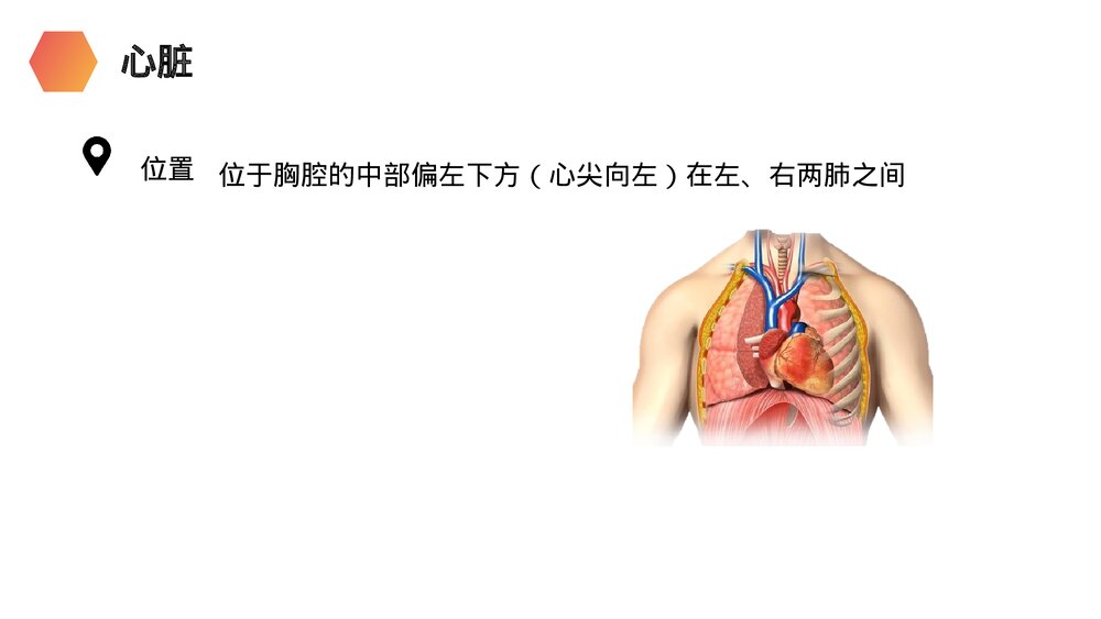 人教版生物七年级初一下册《输送血液的泵(心脏)》PPT课件5