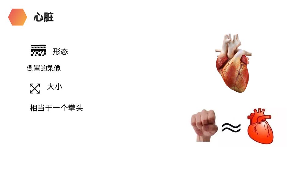 人教版生物七年级初一下册《输送血液的泵(心脏)》PPT课件6