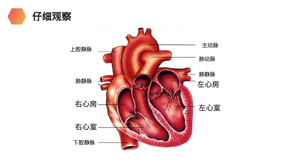 人教版生物七年级初一下册《输送血液的泵(心脏)》PPT课件8