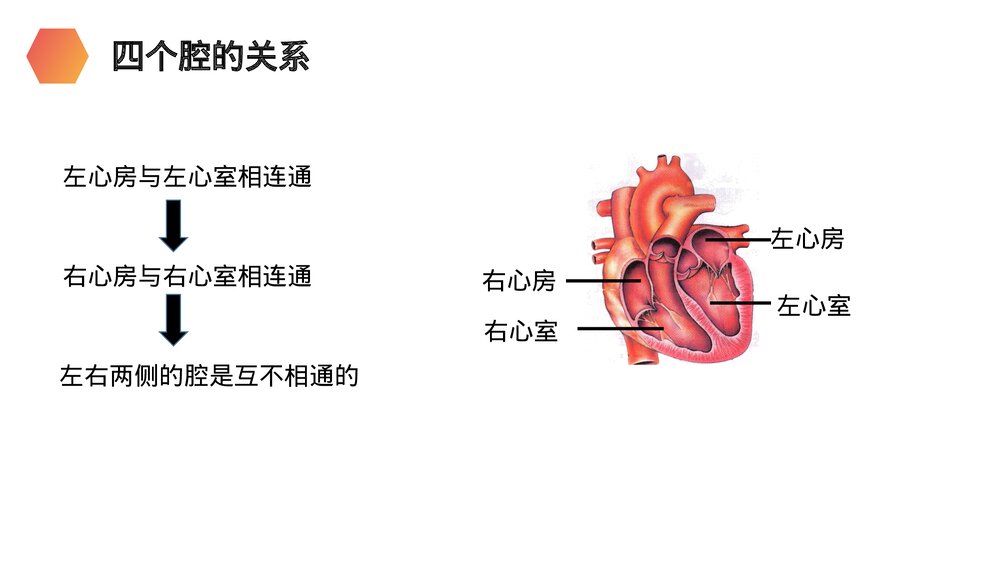 人教版生物七年级初一下册《输送血液的泵(心脏)》PPT课件9