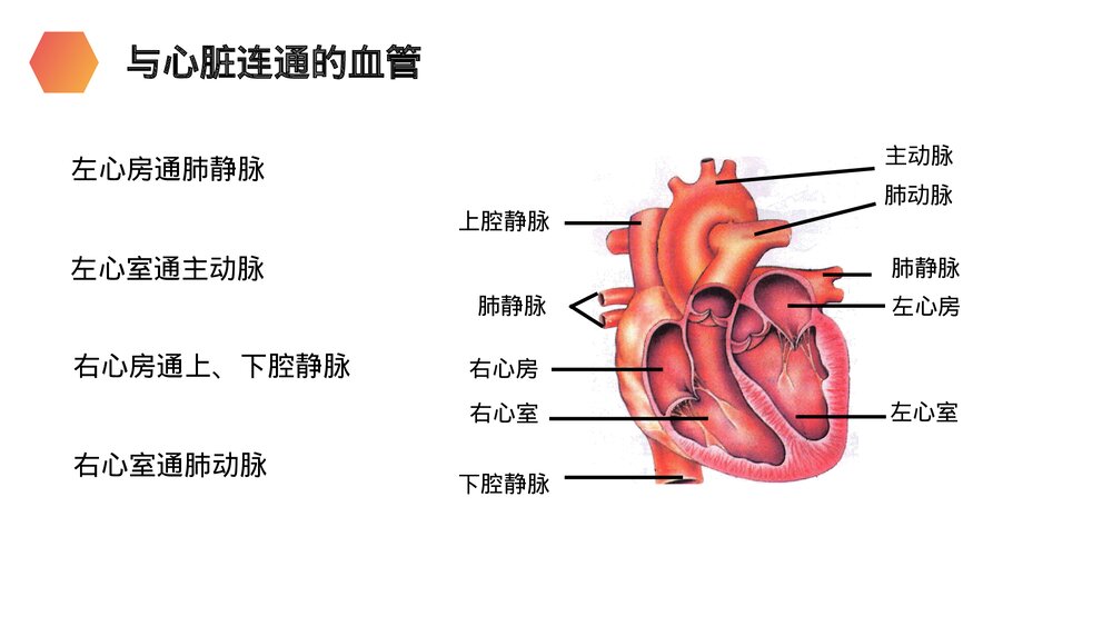 人教版生物七年级初一下册《输送血液的泵(心脏)》PPT课件10