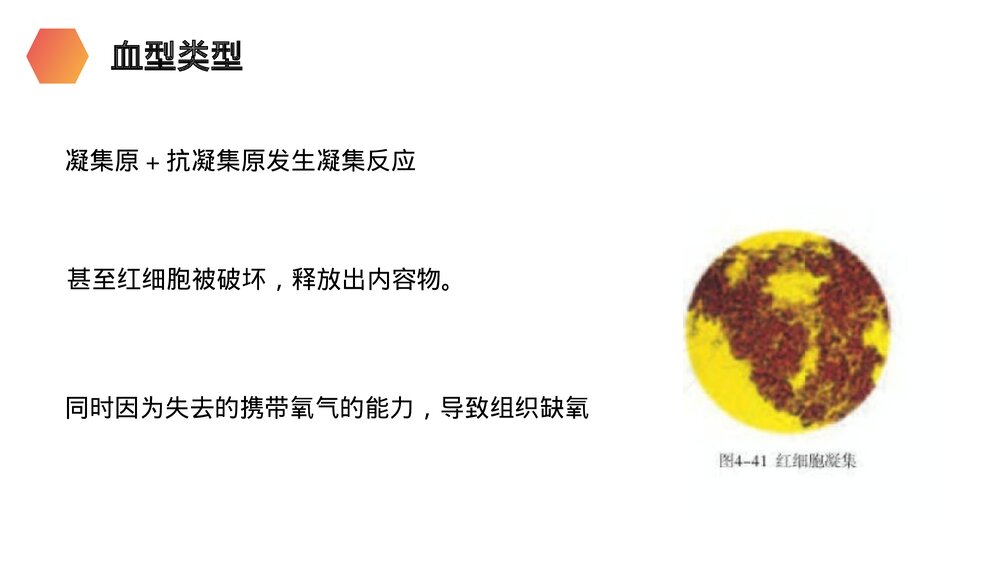 人教版生物七年级初一下册《输血与血型》PPT课件9