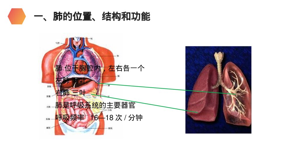 人教版生物七年级初一下册《发生在肺内的气体交换》PPT课件5
