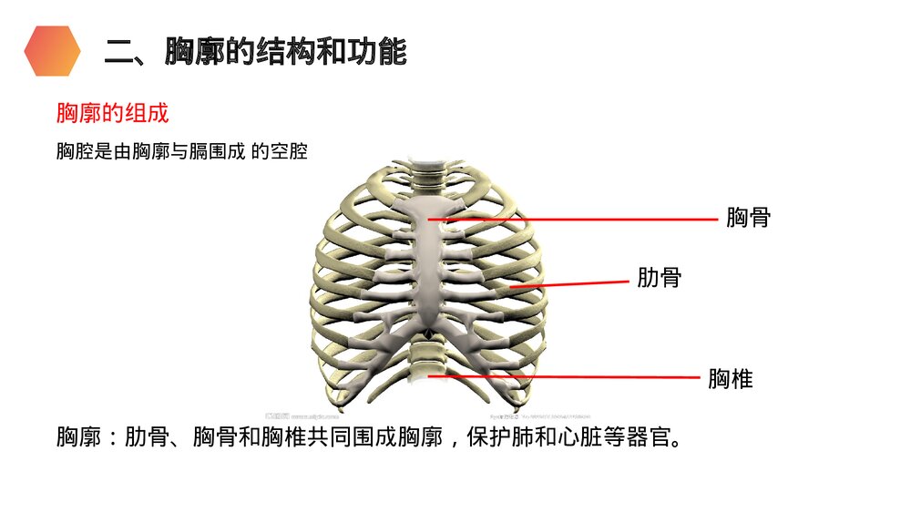 人教版生物七年级初一下册《发生在肺内的气体交换》PPT课件6