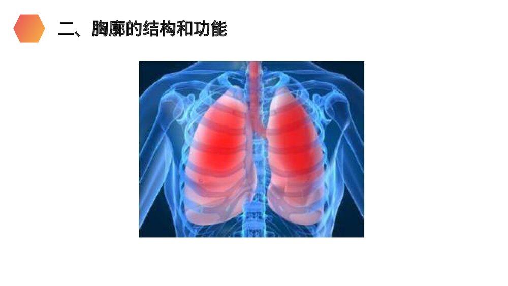 人教版生物七年级初一下册《发生在肺内的气体交换》PPT课件7