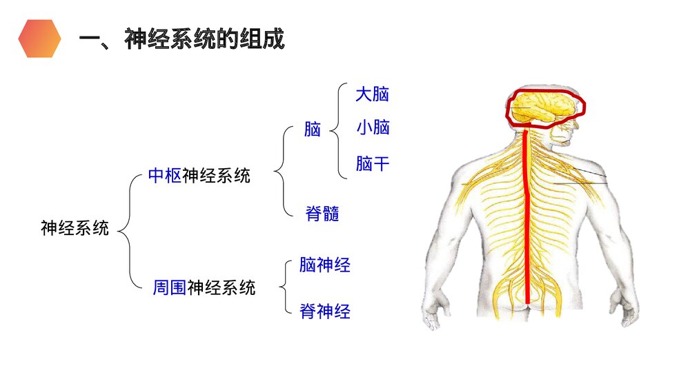 人教版生物七年级初一下册《神经系统的组成》PPT课件3