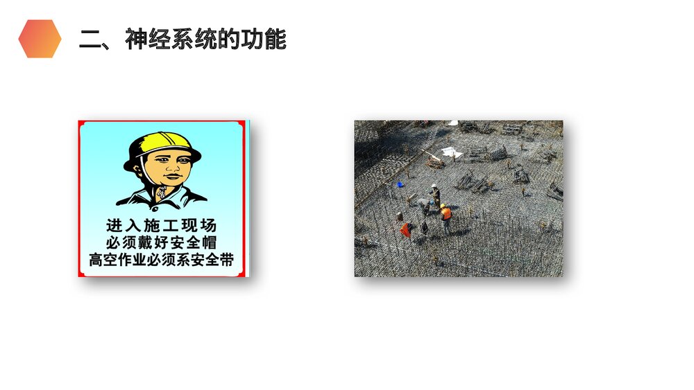 人教版生物七年级初一下册《神经系统的组成》PPT课件4