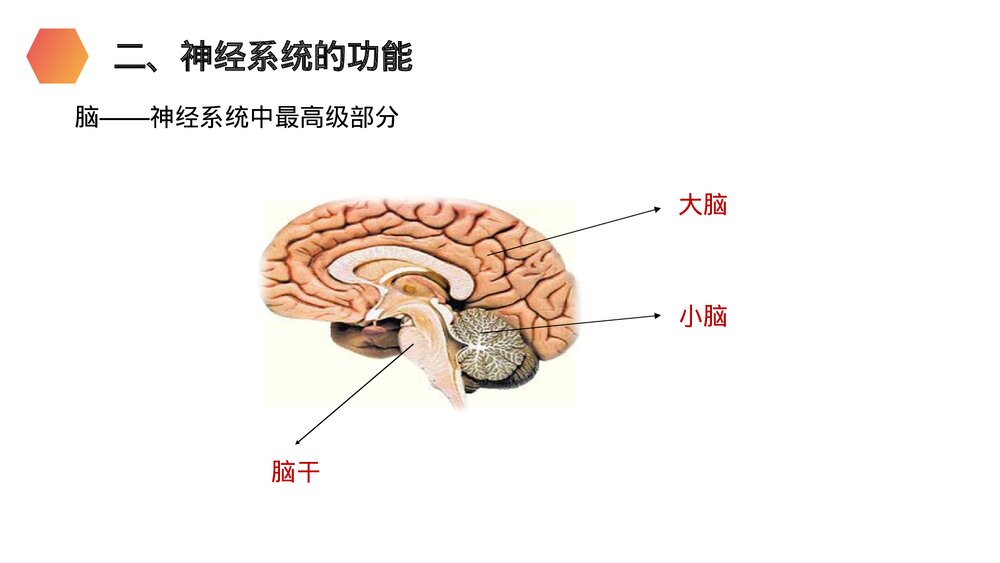人教版生物七年级初一下册《神经系统的组成》PPT课件5