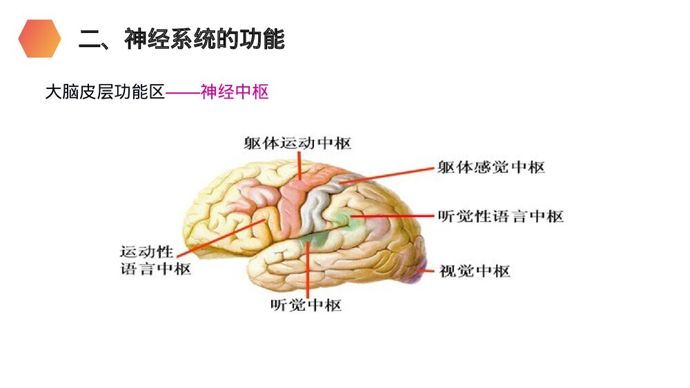 人教版生物七年级初一下册《神经系统的组成》PPT课件7
