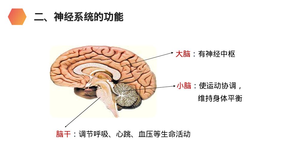 人教版生物七年级初一下册《神经系统的组成》PPT课件10