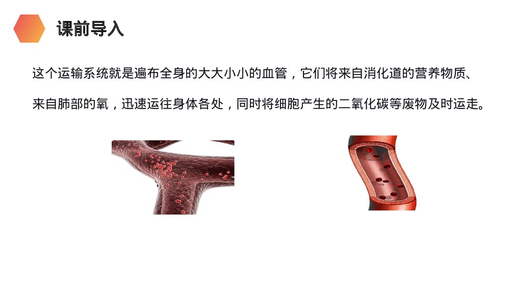 人教版生物七年级初一下册《血流的管道(血管)》PPT课件3