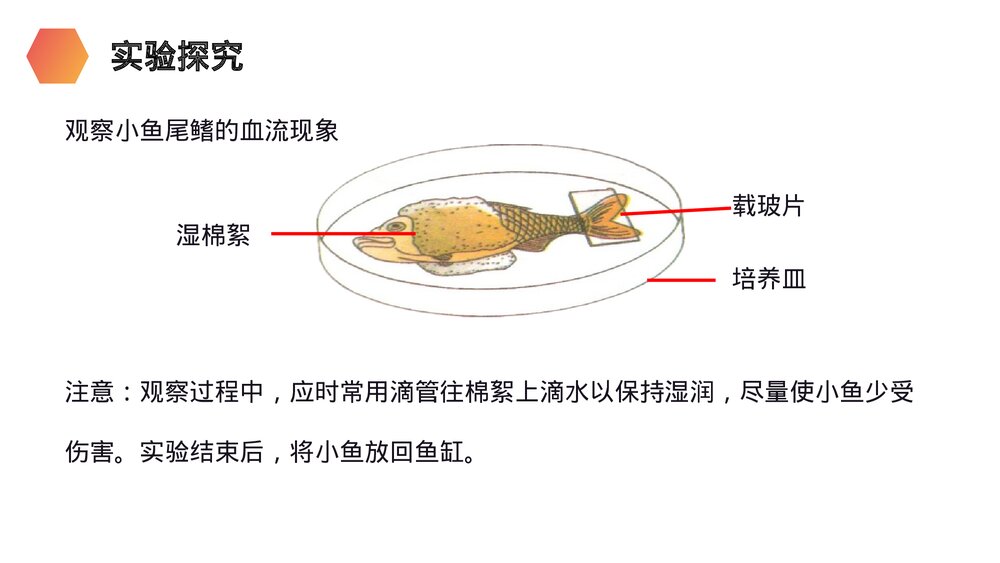 人教版生物七年级初一下册《血流的管道(血管)》PPT课件6
