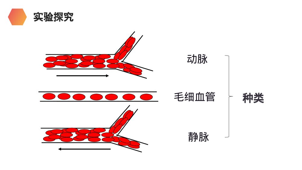 人教版生物七年级初一下册《血流的管道(血管)》PPT课件7