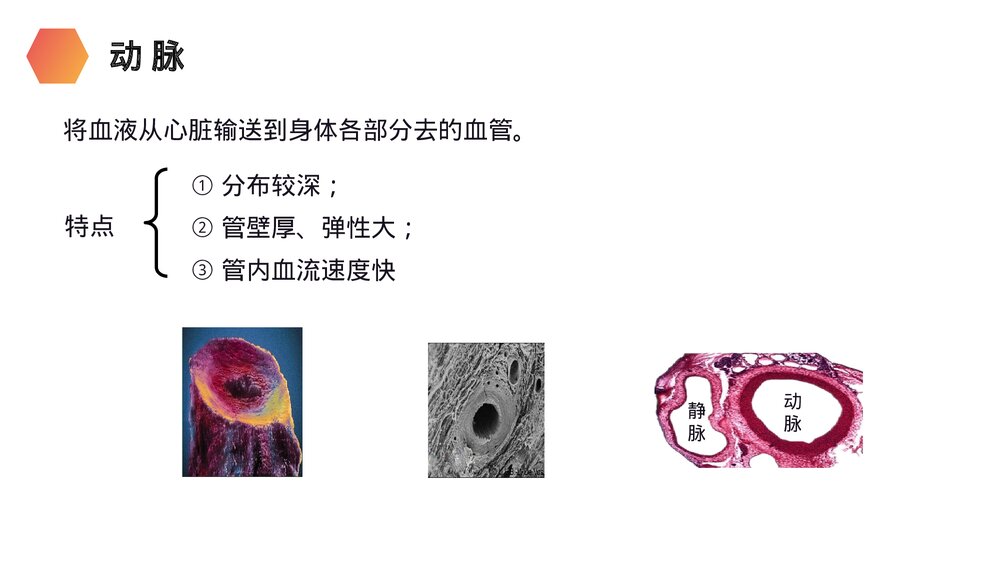 人教版生物七年级初一下册《血流的管道(血管)》PPT课件8