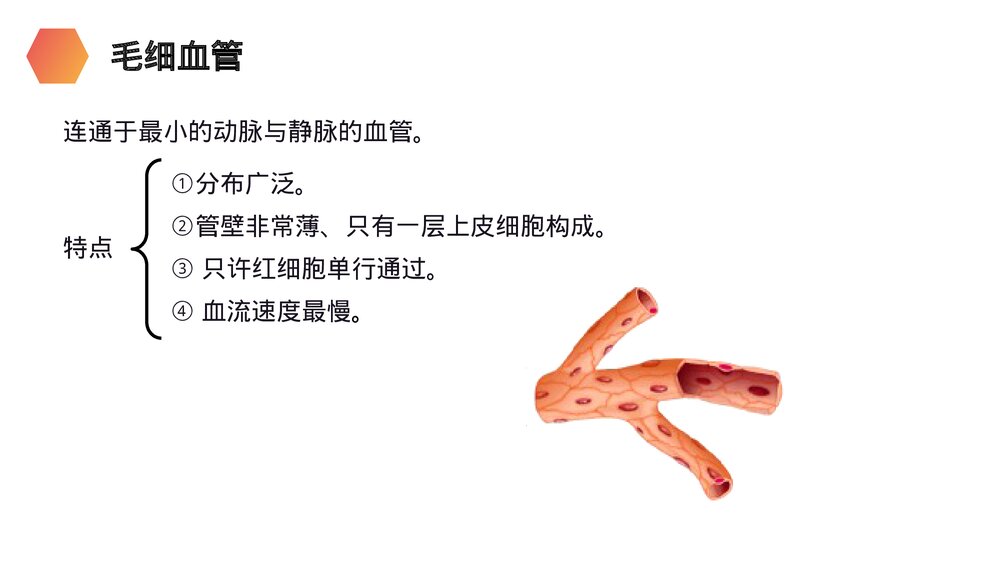 人教版生物七年级初一下册《血流的管道(血管)》PPT课件9