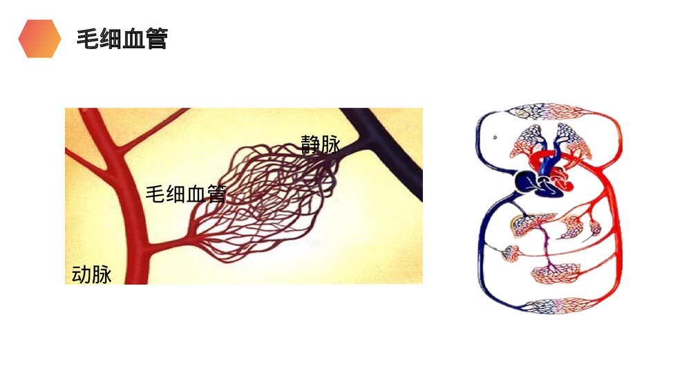 人教版生物七年级初一下册《血流的管道(血管)》PPT课件10