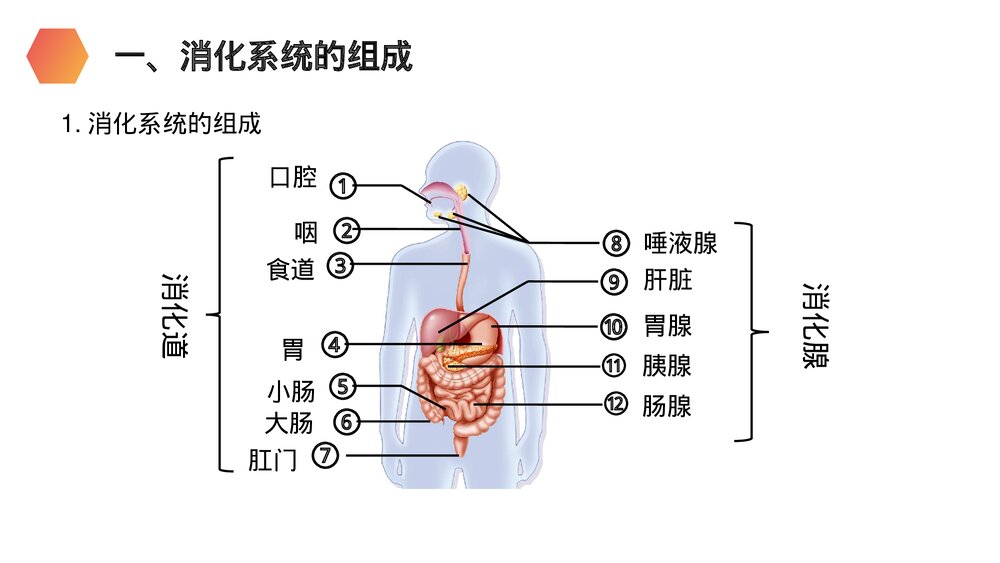 人教版生物七年级初一下册《消化和吸收》PPT课件4