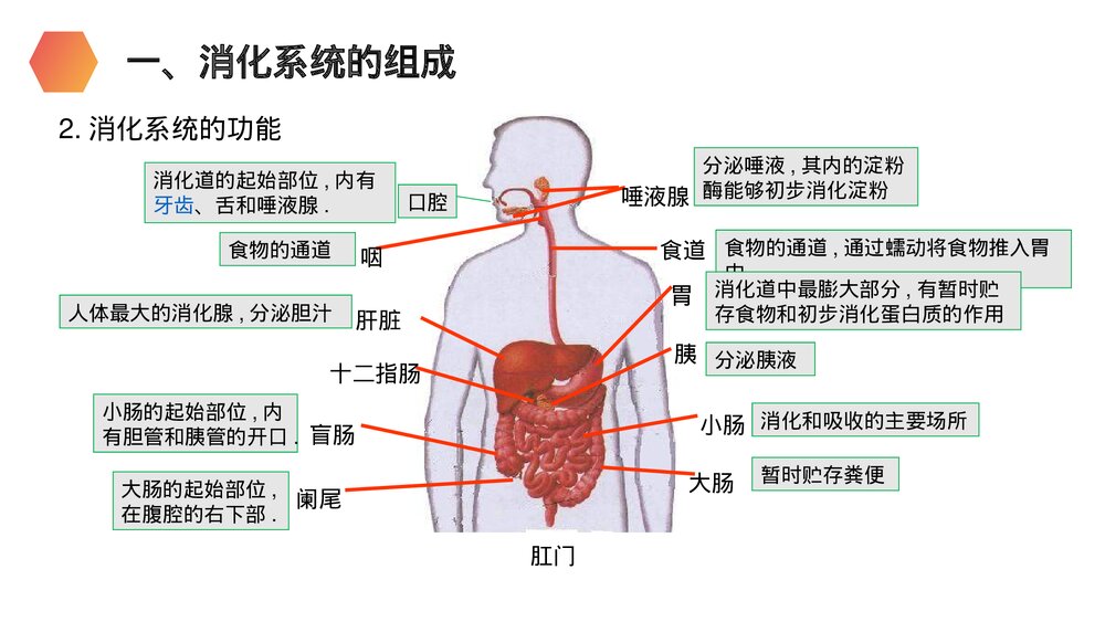 人教版生物七年级初一下册《消化和吸收》PPT课件5