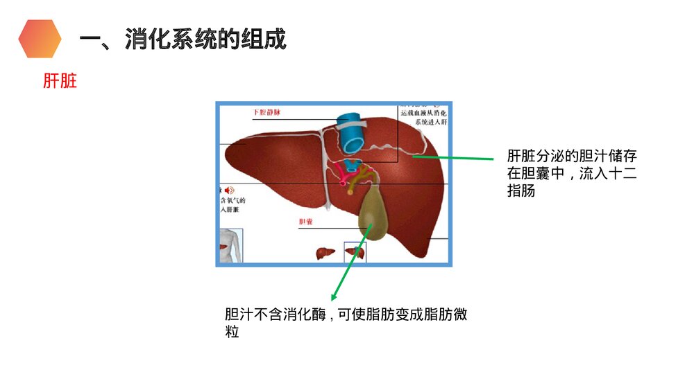 人教版生物七年级初一下册《消化和吸收》PPT课件6