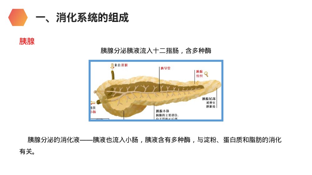 人教版生物七年级初一下册《消化和吸收》PPT课件7