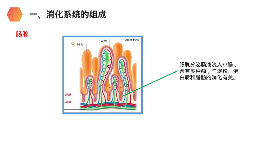人教版生物七年级初一下册《消化和吸收》PPT课件8