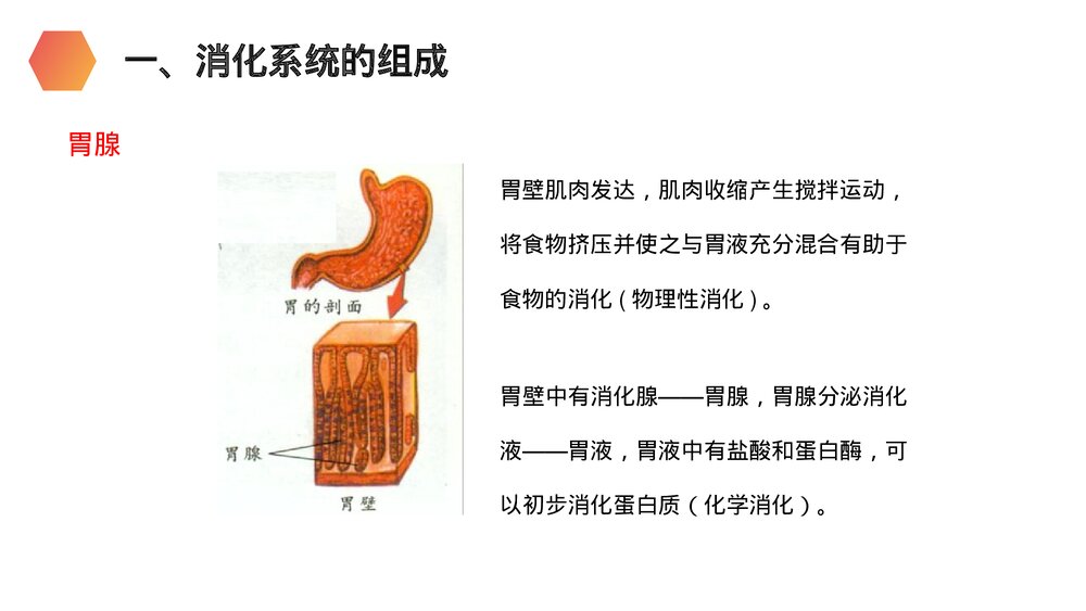 人教版生物七年级初一下册《消化和吸收》PPT课件9