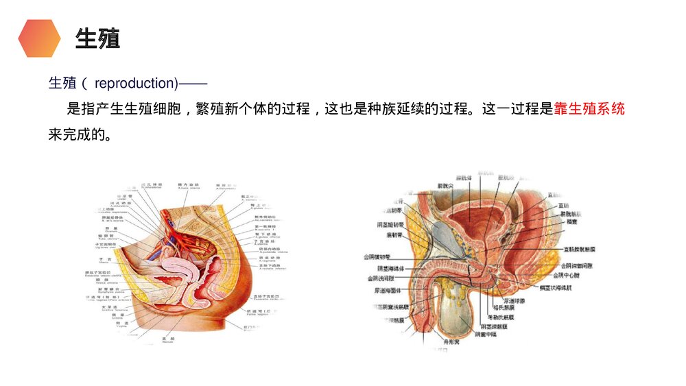 人教版生物七年级初一下册《人的生殖》PPT课件3