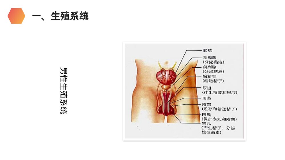 人教版生物七年级初一下册《人的生殖》PPT课件4