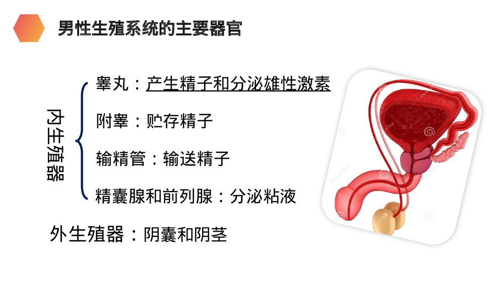 人教版生物七年级初一下册《人的生殖》PPT课件5