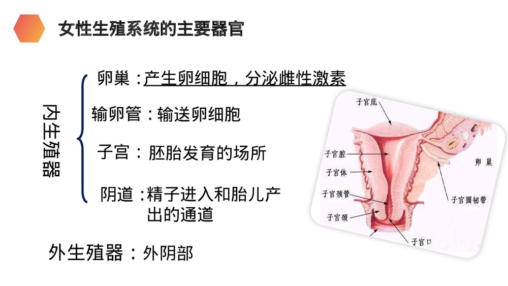 人教版生物七年级初一下册《人的生殖》PPT课件7