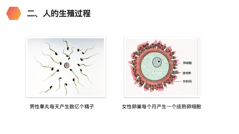 人教版生物七年级初一下册《人的生殖》PPT课件9