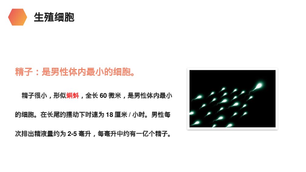 人教版生物七年级初一下册《人的生殖》PPT课件10