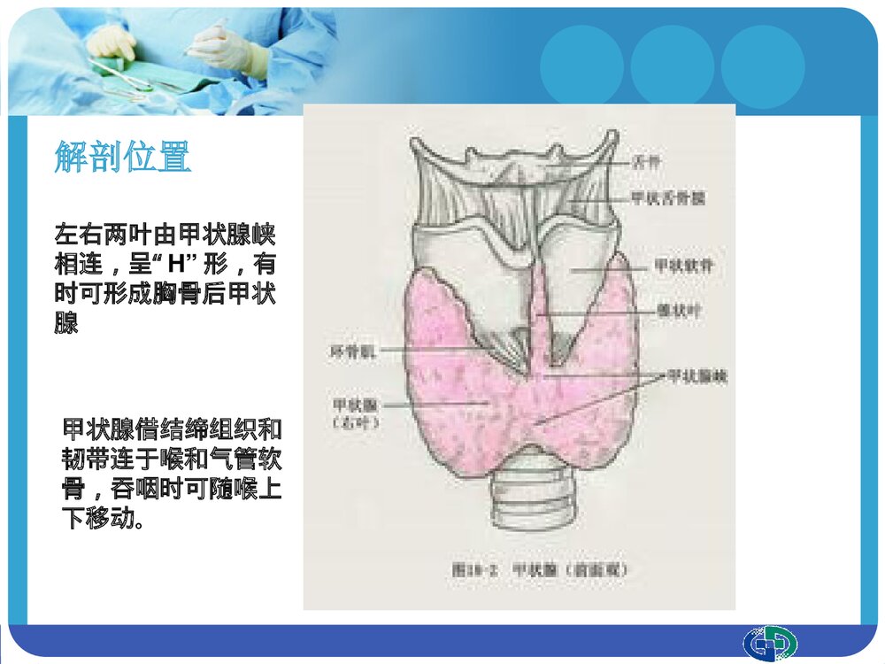 甲状腺肿物切除术个案分享PPT课件下载(共26页)3