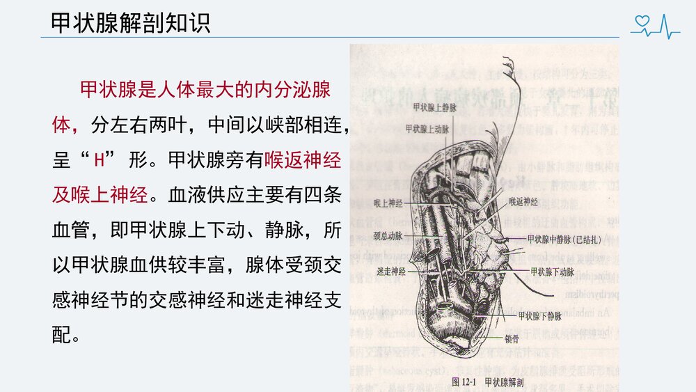 甲状腺次全切术前、术后护理PPT课件下载(共34页)3