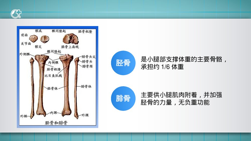 胫腓骨骨折的护理PPT课件(共23页·可编辑修改)4