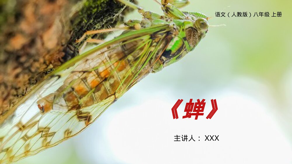 人教版八年级语文上册《蝉》PPT课件1