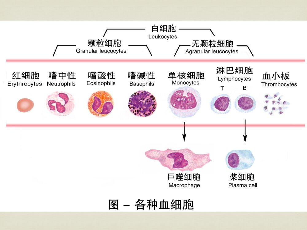 妊娠合并贫血诊断与治疗PPT课件（共76页）4