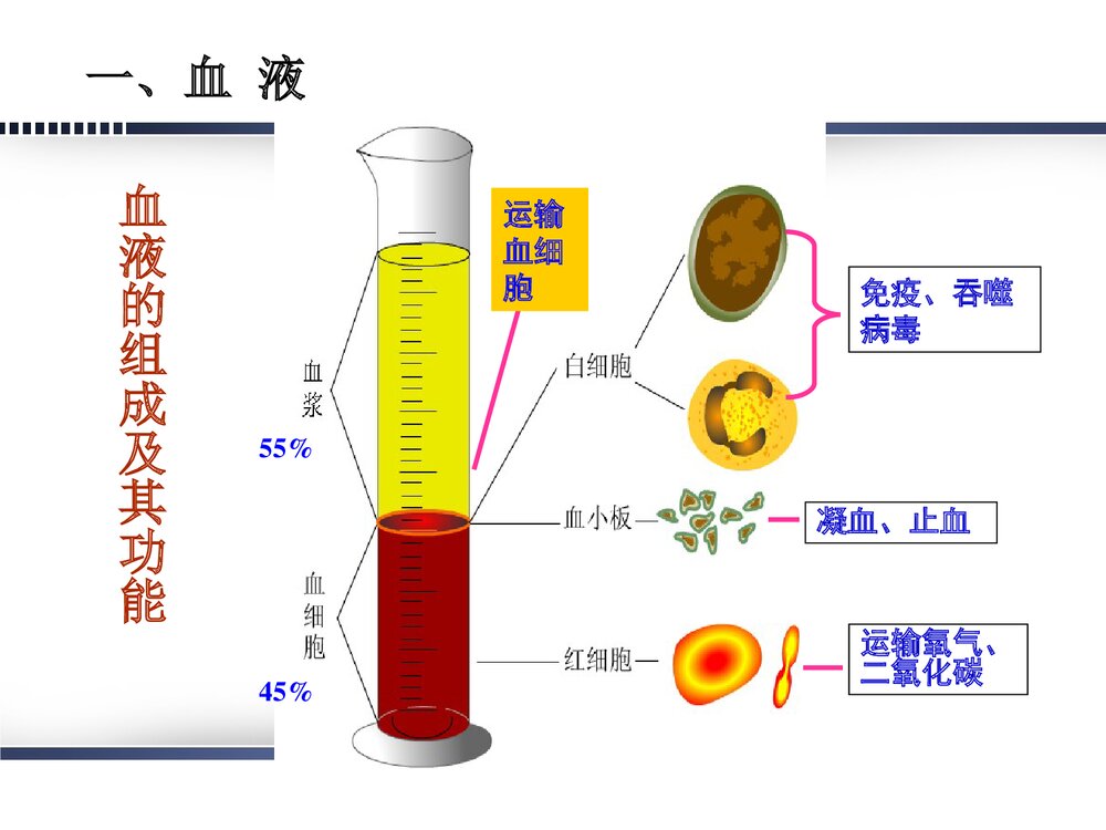 妊娠合并贫血的诊断治疗及护理PPT课件下载3