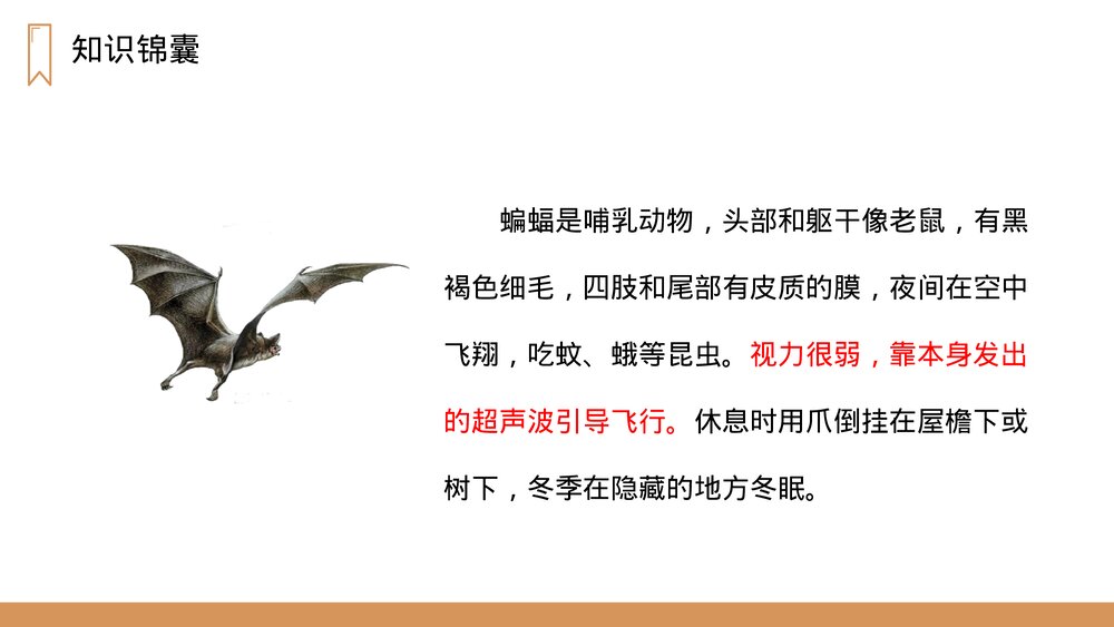 人教版四年级语文上册《蝙蝠和雷达》PPT课件2