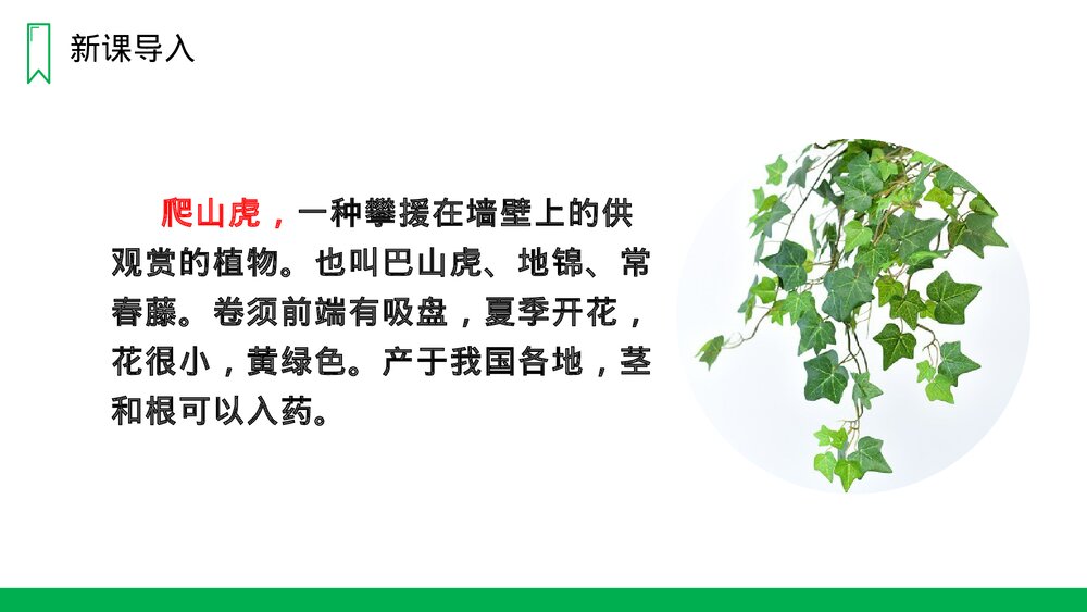 人教版四年级语文上册《爬山虎的脚》PPT课件3