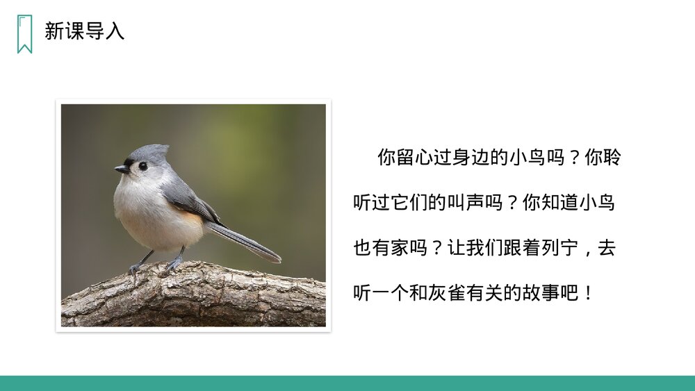 人教版语文三年级上册《灰雀》PPT课件2