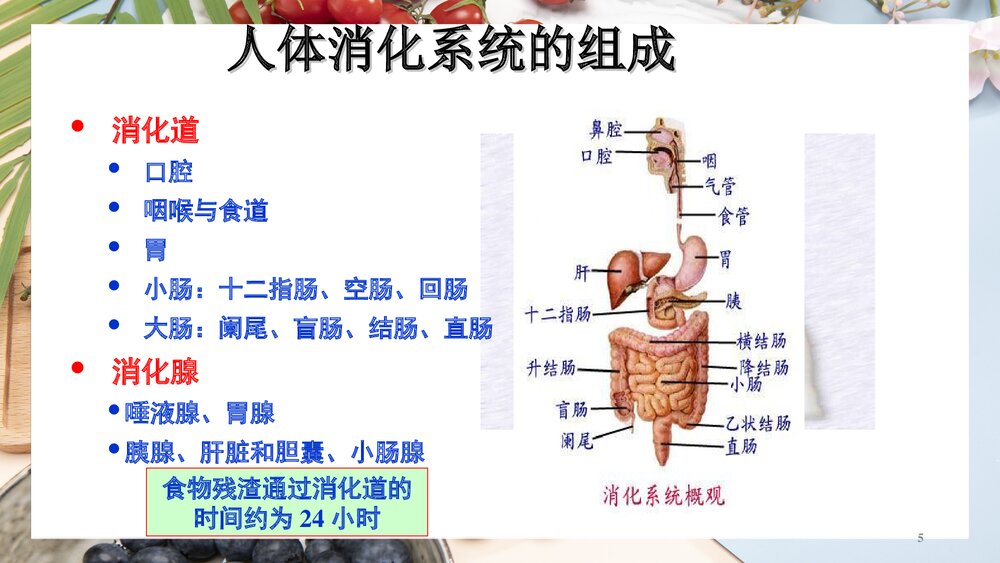 (基础营养部分)食物消化和吸收PPT课件下载5