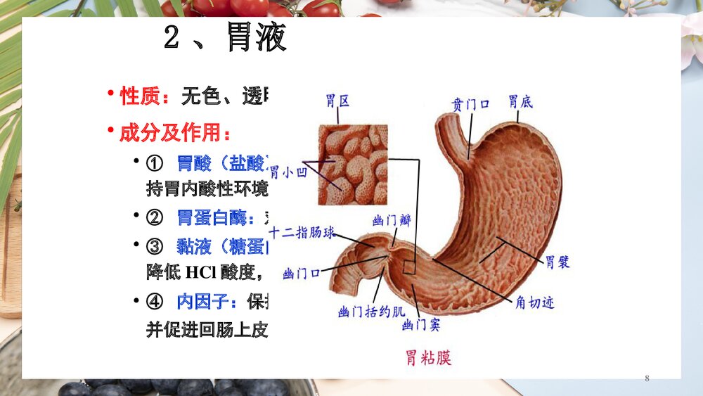 (基础营养部分)食物消化和吸收PPT课件下载8