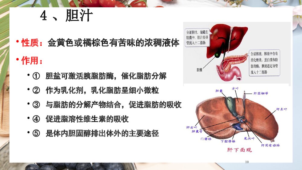 (基础营养部分)食物消化和吸收PPT课件下载10