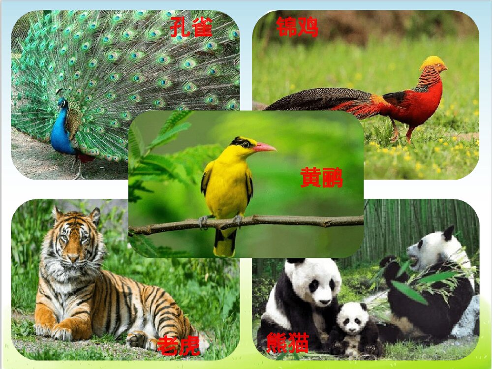 部编版二年级语文上册第二单元复习(PPT课件)8