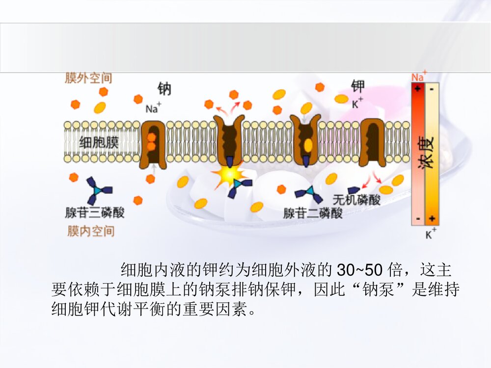低钾血症与补钾药物介绍PPT课件下载(共20页·可编辑修改)5