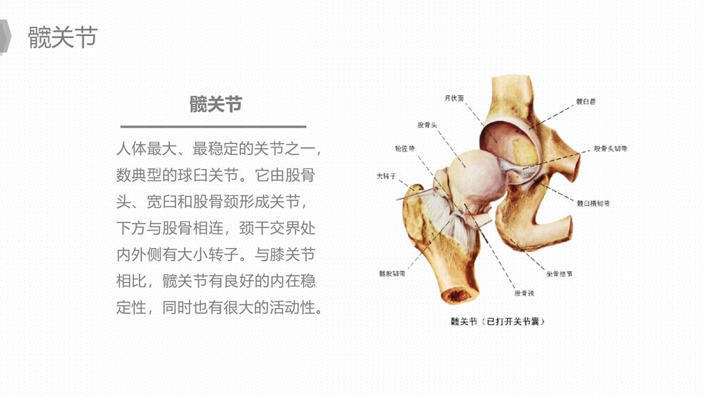 人工髋关节置换后预防下肢深静脉血栓的护理PPT课件下载6