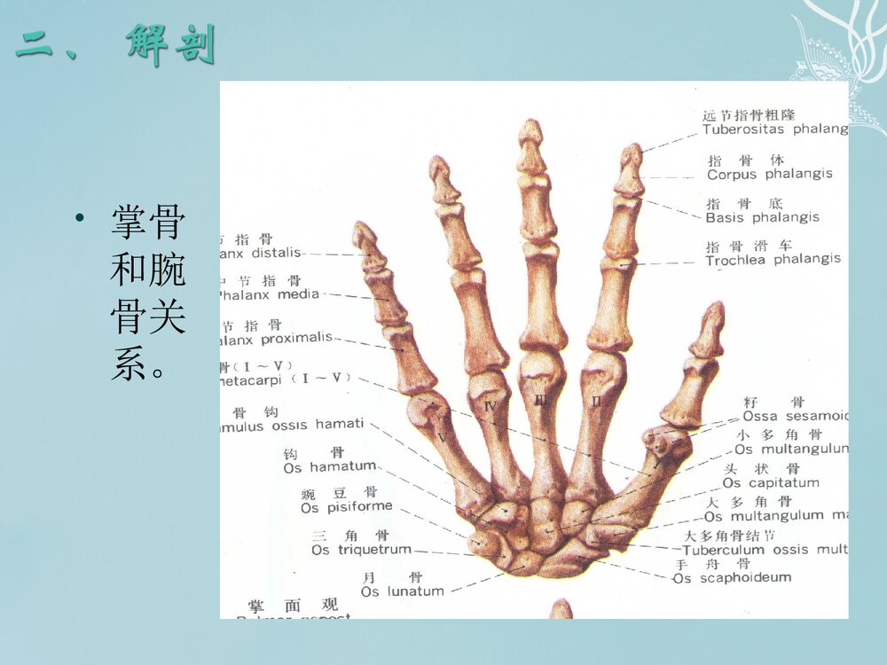 掌骨骨折PPT课件下载(共62页·可编辑修改)5