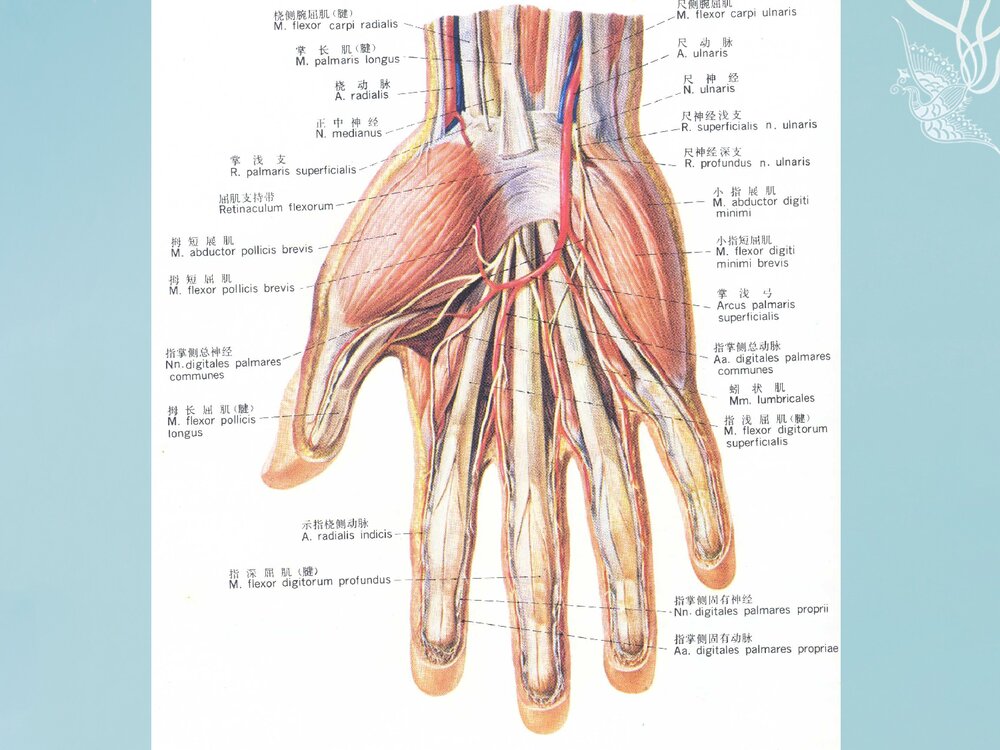 掌骨骨折PPT课件下载(共62页·可编辑修改)7