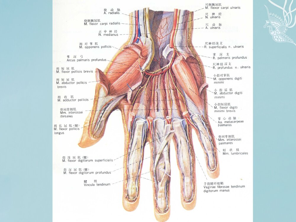 掌骨骨折PPT课件下载(共62页·可编辑修改)8